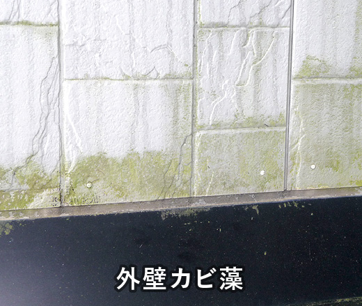 外壁カビ藻